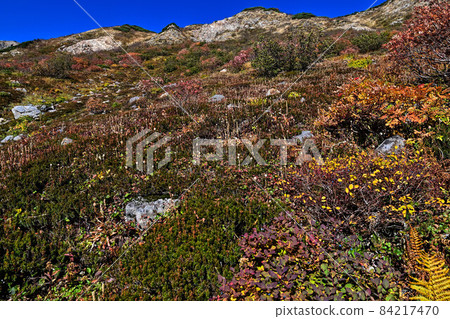 Kinshu Hakusan Flower Matsubara Kinshu Hakusan Flower Matsubara 84217470