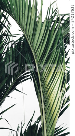 Beautiful of green tropical leaves white background 84217633