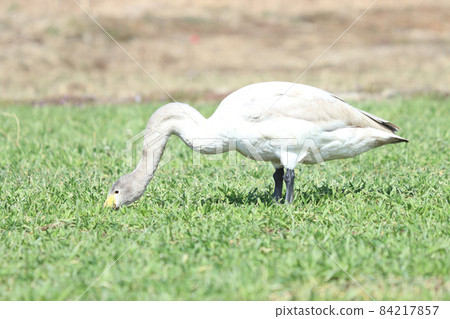 Swan feeding damage (wheat) 84217857