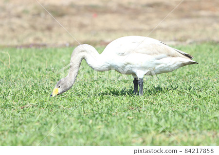 Swan feeding damage (wheat) 84217858