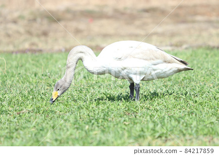 Swan feeding damage (wheat) 84217859