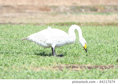 Swan feeding damage (wheat) 84217874