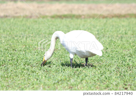 天鵝攝食傷害（小麥） 84217940