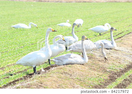 天鵝攝食傷害（小麥） 84217972