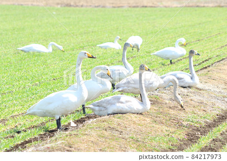 天鵝攝食傷害（小麥） 84217973