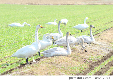 天鵝攝食傷害（小麥） 84217974