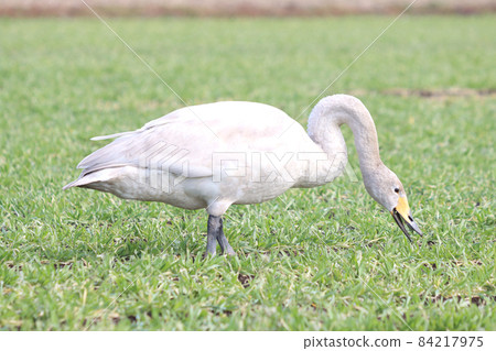天鵝攝食傷害（小麥） 84217975