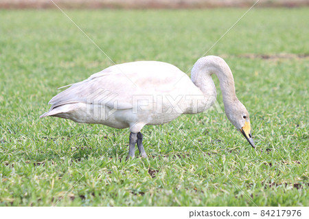 天鵝攝食傷害（小麥） 84217976