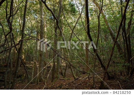 Trees in the Aokigahara Jukai at the foot of Mt. Fuji 84218250