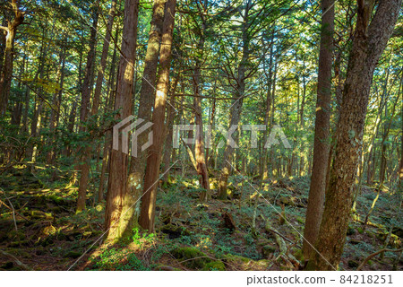 Trees in the Aokigahara Jukai at the foot of Mt. Fuji 84218251