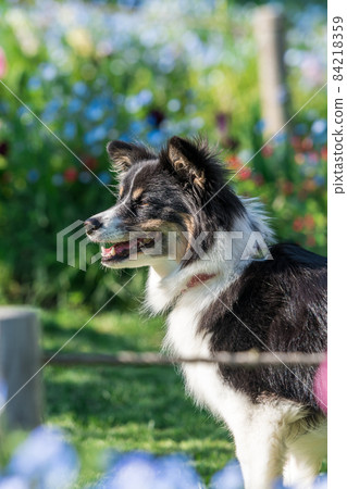 狗狗 狗狗 84218359
