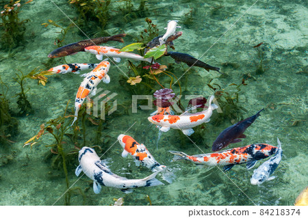 彩色鯉魚 彩色鯉魚 84218374
