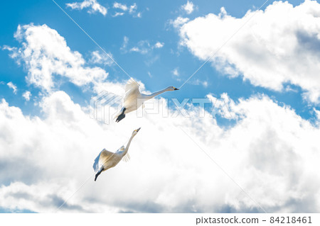 天鵝 天鵝 84218461