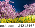 河津櫻花夜景 84218467