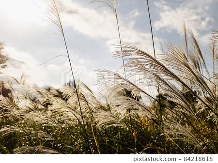 多摩長池公園的日本蒲葦 多摩長池公園的日本蒲葦 84218618