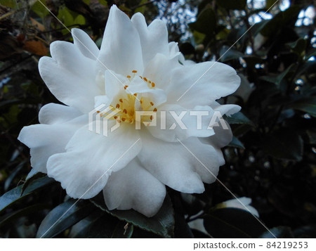 白色山茶花、山茶花、冬季花園、園藝、時令植物 白色山茶花、山茶花、冬季花園、園藝、時令植物 84219253