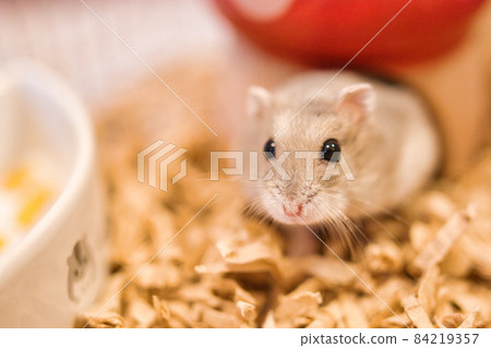 Hamster from the mushroom house 84219357