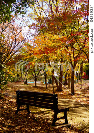 Autumn leaves of Fureai no Oka_No2 Autumn leaves of Fureai no Oka_No2 84219384