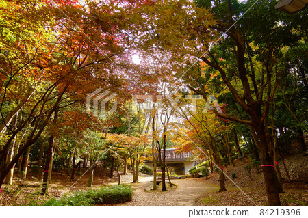 Autumn leaves of Fureai no Oka_No8 Autumn leaves of Fureai no Oka_No8 84219396