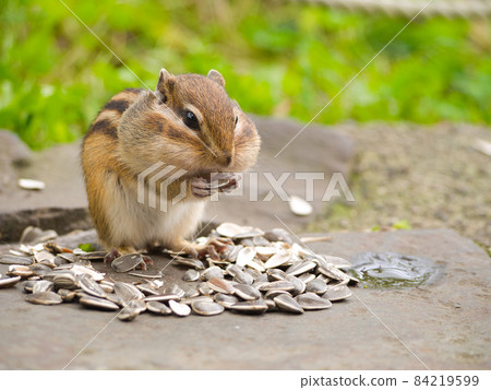A squirrel with sunflower seeds 84219599