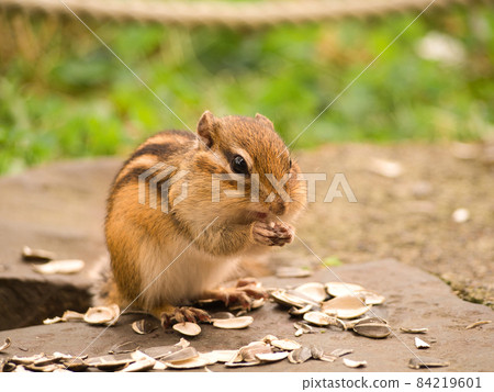 A squirrel with sunflower seeds A squirrel with sunflower seeds 84219601