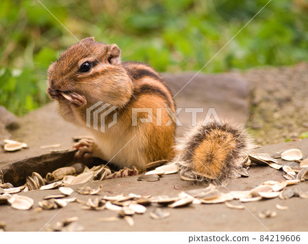 A squirrel with sunflower seeds 84219606