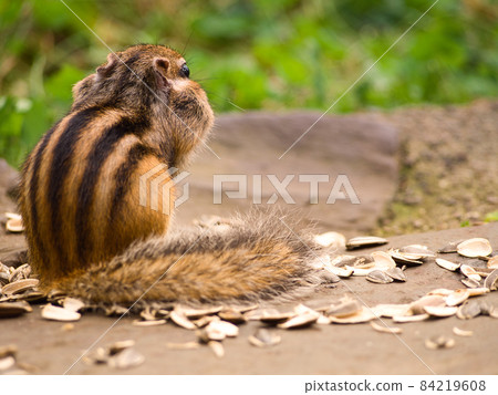 Back view of a squirrel with sunflower seeds 84219608