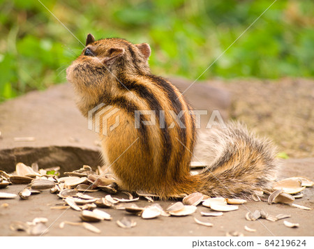 Back view of a squirrel with sunflower seeds Back view of a squirrel with sunflower seeds 84219624