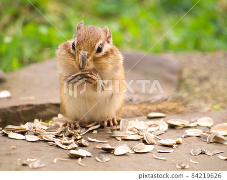 A squirrel with sunflower seeds 84219626
