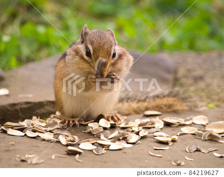A squirrel with sunflower seeds A squirrel with sunflower seeds 84219627
