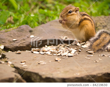 A squirrel with sunflower seeds 84219630