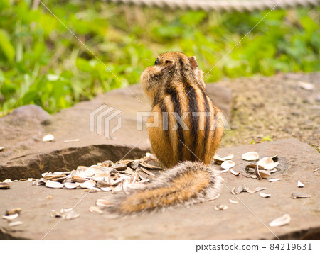 Back view of a squirrel with sunflower seeds 84219631