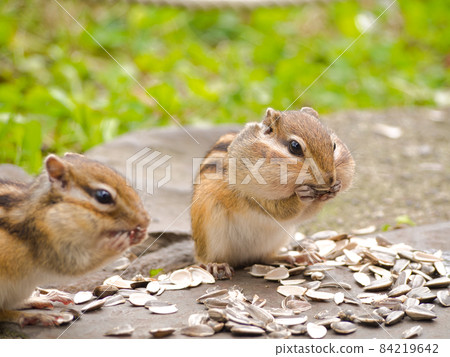 A squirrel with sunflower seeds 84219642