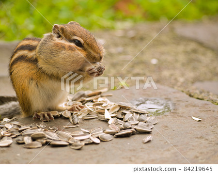 A squirrel with sunflower seeds 84219645