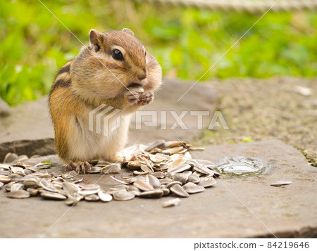 A squirrel with sunflower seeds 84219646