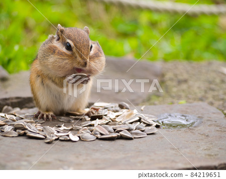A squirrel with sunflower seeds 84219651