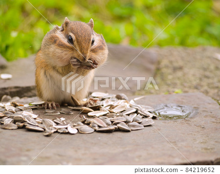 一隻松鼠與葵花籽 一隻松鼠與葵花籽 84219652