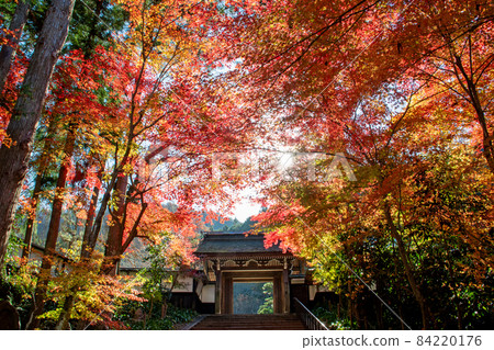 裝飾常勝寺大門的紅葉 84220176