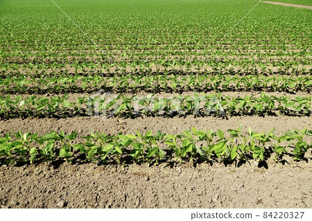 Soybean fields in the Tokachi Plain 84220327