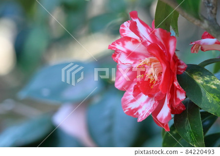 It blooms durably in the severe winter It blooms durably in the severe winter 84220493