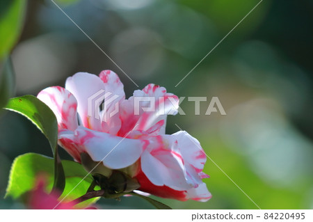 It blooms durably in the severe winter It blooms durably in the severe winter 84220495