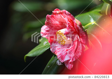 在嚴冬裡，它持久地開花 84220813