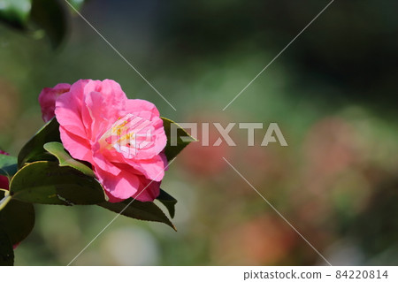 It blooms durably in the severe winter 84220814