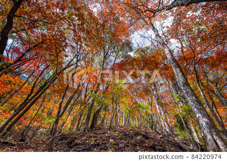 Autumn leaves season Autumn leaves season 84220974