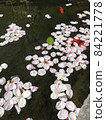 櫻花花瓣和金魚漂浮在水面上。 84221778