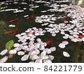 櫻花花瓣和金魚漂浮在水面上。 84221779