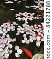櫻花花瓣和金魚漂浮在水面上。 84221780
