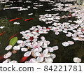 櫻花花瓣和金魚漂浮在水面上。 84221781