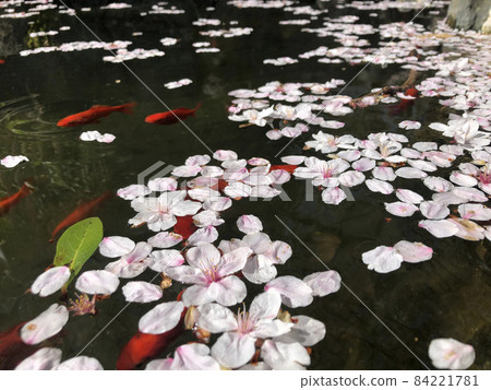 櫻花花瓣和金魚漂浮在水面上。 84221781