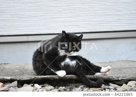 一隻黑白相間的流浪貓抓著我的身體看著我 84221865
